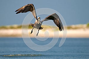 Brown pelican flying