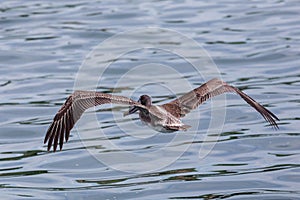 Brown pelican flying above the sea