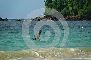 Brown Pelican flying in the Bloody Bay on the Caribean Island of Tobago