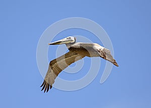 Brown Pelican Flying