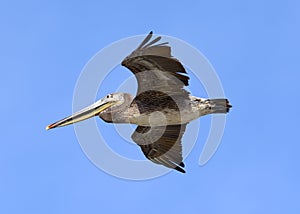 Brown Pelican Flying