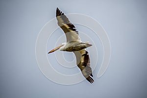 Brown Pelican flying along Estero Llano Grande State Park, Texas