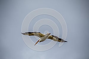 Brown Pelican flying along Estero Llano Grande State Park, Texas