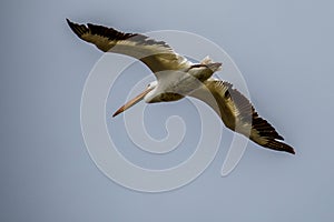 Brown Pelican flying along Estero Llano Grande State Park, Texas