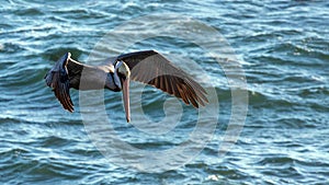 Brown Pelican flying at Cambria on the California central coast USA