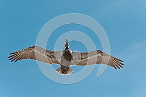 Brown Pelican flying