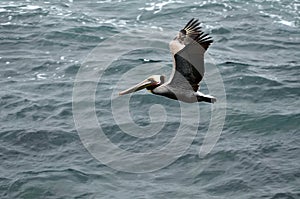 A brown pelican is flying over dark turquoise ocean