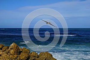 Brown pelican flying over deep blue water of Atlantic Ocean towards shore