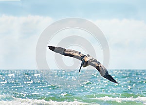 Brown Pelican flying over the in the ocean
