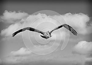 Brown pelican flying over the wetlands beside the Marsh Trail in the Ten Thousand Islands National Wildlife Refuge.