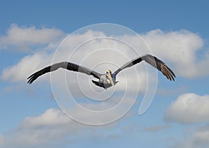 Brown pelican flying over the wetlands beside the Marsh Trail in the Ten Thousand Islands National Wildlife Refuge.