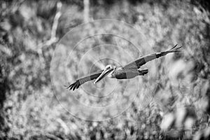 Brown pelican flying over the wetlands beside the Marsh Trail in the Ten Thousand Islands National Wildlife Refuge.