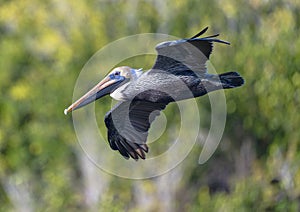 Brown pelican flying over the wetlands beside the Marsh Trail in the Ten Thousand Islands National Wildlife Refuge.