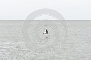 Brown Pelican Flying Solo Over Lake Pontchartrain