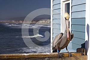 Brown Pelican with foot tracking tag on Oceanside Pier north of San Diego California