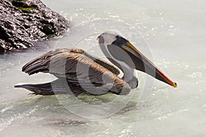 Brown Pelican - Galapagos Islands