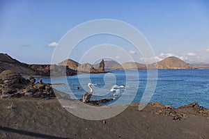 Brown pelican in Galapagos Islands