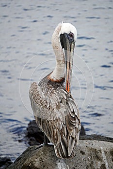 Brown pelican of Galapagos islands cleaning his feathers