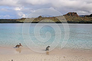 Brown pelican and Galapagos sea lion on the beach of Chinese Hat