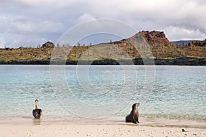 Brown pelican and Galapagos sea lion on the beach of Chinese Hat