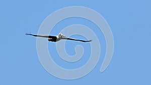 A brown pelican gliding in a blue sky