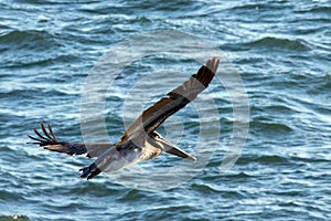 Brown pelican gliding in flight on the central coast of California USA