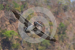 Brown Pelican gliding with open wings