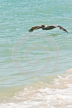 Brown pelican, gliding over a tropical seashore of sand and wavesrs,