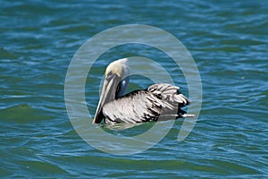 Brown Pelican on the Gulf of Mexico