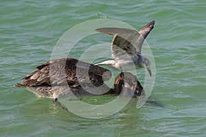 Brown pelican and gull scavenging