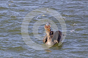 Brown Pelican Gulping A Bunch Of Fish photo
