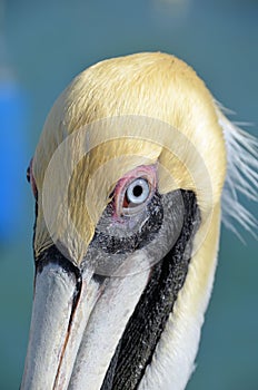 Brown pelican head