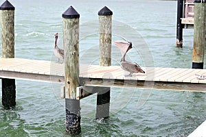 Brown Pelican with his Mouth Open on Dock in the Ocean