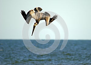 Brown pelican on the hunt