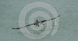 Brown pelican hunting between Treasure Island and St Pete beach 4