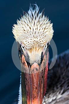 Brown Pelican
