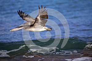 Brown Pelican Immature   833020