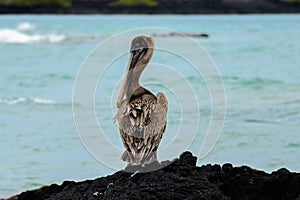 Brown pelican, Isabela island, Ecuador