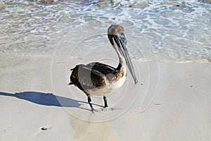 Brown Pelican, Isla Mujeres Mexico