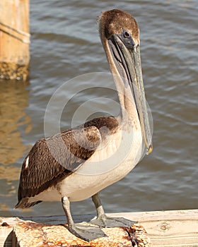 Brown Pelican juvenile