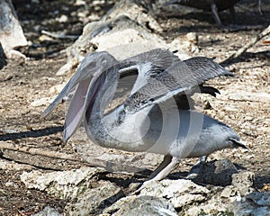 Brown Pelican bird Photo   Brown pelican juvenile bird close-up profile view