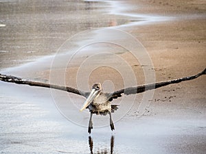 A brown pelican lands on the beach at Isla Santiago, Galapagos, Ecuador