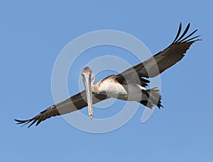 Brown pelican landing