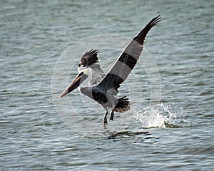 Brown Pelican Landing on Bay