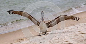 A Brown Pelican lands on the beach at the Fort Pickens` pier area