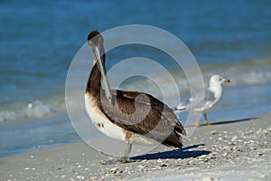 Brown Pelican at Lido Beach