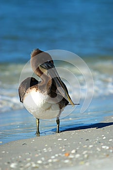 Brown Pelican at Lido Beach