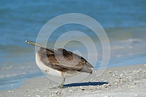 Brown Pelican at Lido Beach