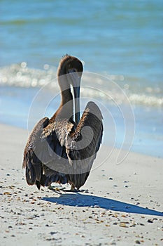 Brown Pelican at Lido Beach