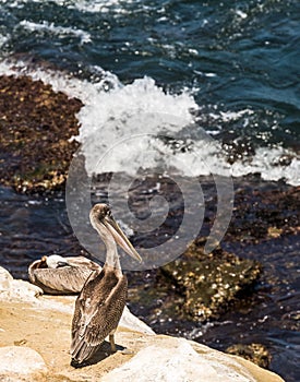 Brown Pelican Bird looking out to sea from the cliffs in La Jolla, California